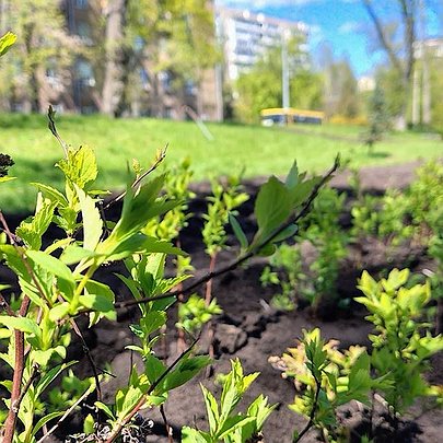 У Києві в зелених зонах за тиждень висадили сотні дерев і тисячі рослин: які райони стали красивішими - 412x412