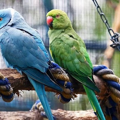 В КиївЗоо птахи продовжують переселення до природних авіаріїв після зими: що відомо - 412x412