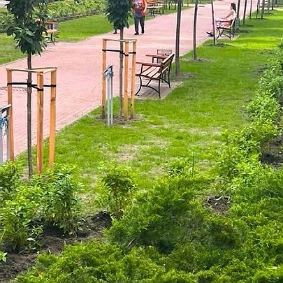 У Києві на Липському бульварі висадили 1000 гортензій: який вигляд він тепер має - 412x412