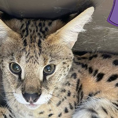 На Академмістечку з сьомого поверху випав сервал: його врятували Kyiv Animal Rescue Group - 412x412
