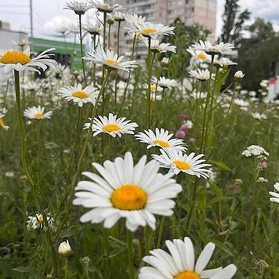 У Києві  розширюють мережу декоративних луків: створено вже 29 локацій - 412x412