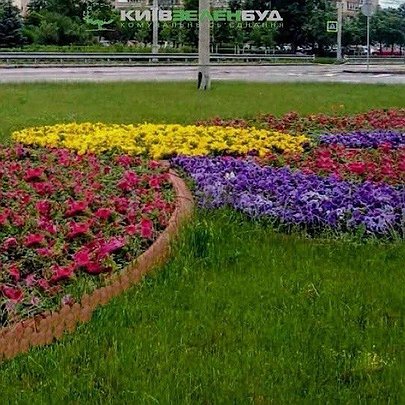 На Оболоні висадили квіткові композиції з витривалих сурфіній: фото - 412x412
