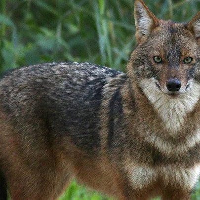У Чорнобильському заповіднику підтвердили появу нового хижака: хто він - 412x412