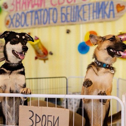 152 тварини знайшли нові родини: як пройшов 22-й AdoptMe Days у Києві - 412x412