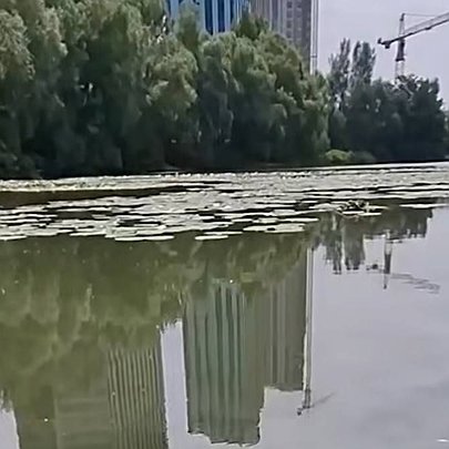 У Києві в озері "Небреж" виявили значне бактеріологічне забруднення води: в чому причина - 412x412