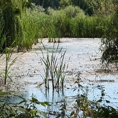 У водоймах Борщагівської громади виявили перевищення низки показників: воду радять не використовувати - 412x412