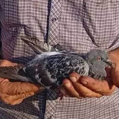 У Києві врятували голуба, який заплутався у волосіні: що з ним тепер - 412x412