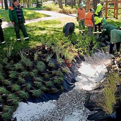 У сквері Кусум на ДВРЗ облаштували дощові садки: який вони мають вигляд - 412x412