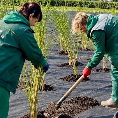 Оболонський проспект прикрасять декоративні злаки та багаторічні квіти: який це має вигляд - 412x412