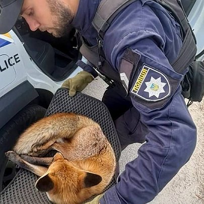 У Києві патрульні врятували травмовану лисицю: в якому вона зараз стані - 412x412