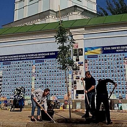 Біля Михайлівського собору висадили 12 кленів Фрімана: який це має вигляд - 412x412