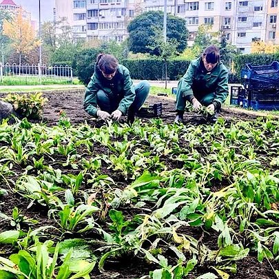 На Оболоні висадили багаторічники у сквері та вздовж вулиці Героїв Дніпра: який вони мають вигляд - 412x412