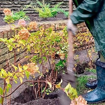 На Оболоні висадили декоративні яблуні та понад 200 кущів: який вони мають вигляд - 412x412