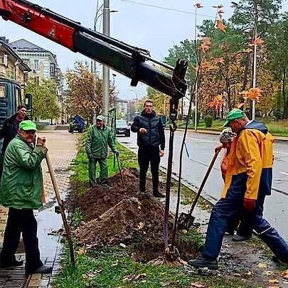 У Дніпровському районі Києва висадили 30 сріблястих кленів: фото - 412x412