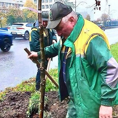 На вулиці Борщагівській у Києві висадили 20 лип: який вони мають вигляд - 412x412