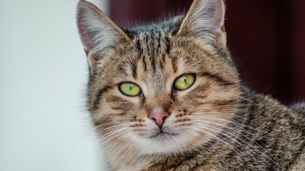Муркотливий AdoptMe Days: у столиці відбудеться фестиваль адопції котиків