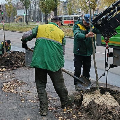 У Солом'янському районі висадили липи: фото - 412x412