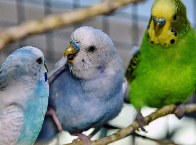 У київському зоопарку врятовані папуги переїхали в літню фазенду