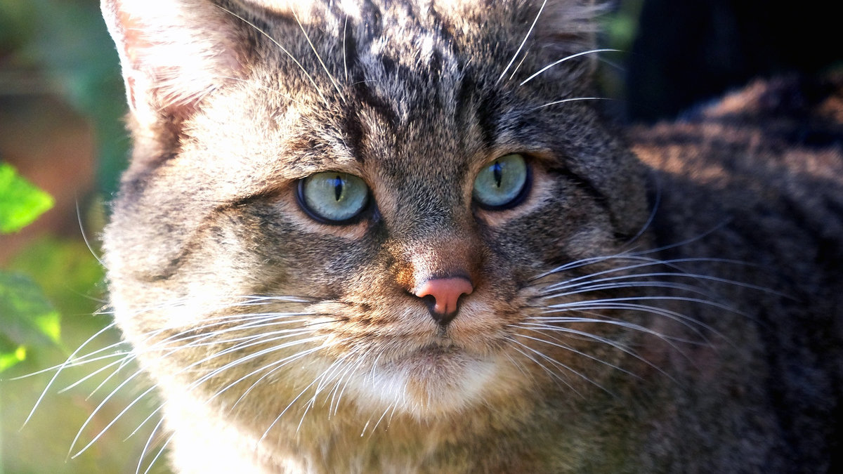 Киян запрошують помилуватися пухнастими дикими кішками: фото