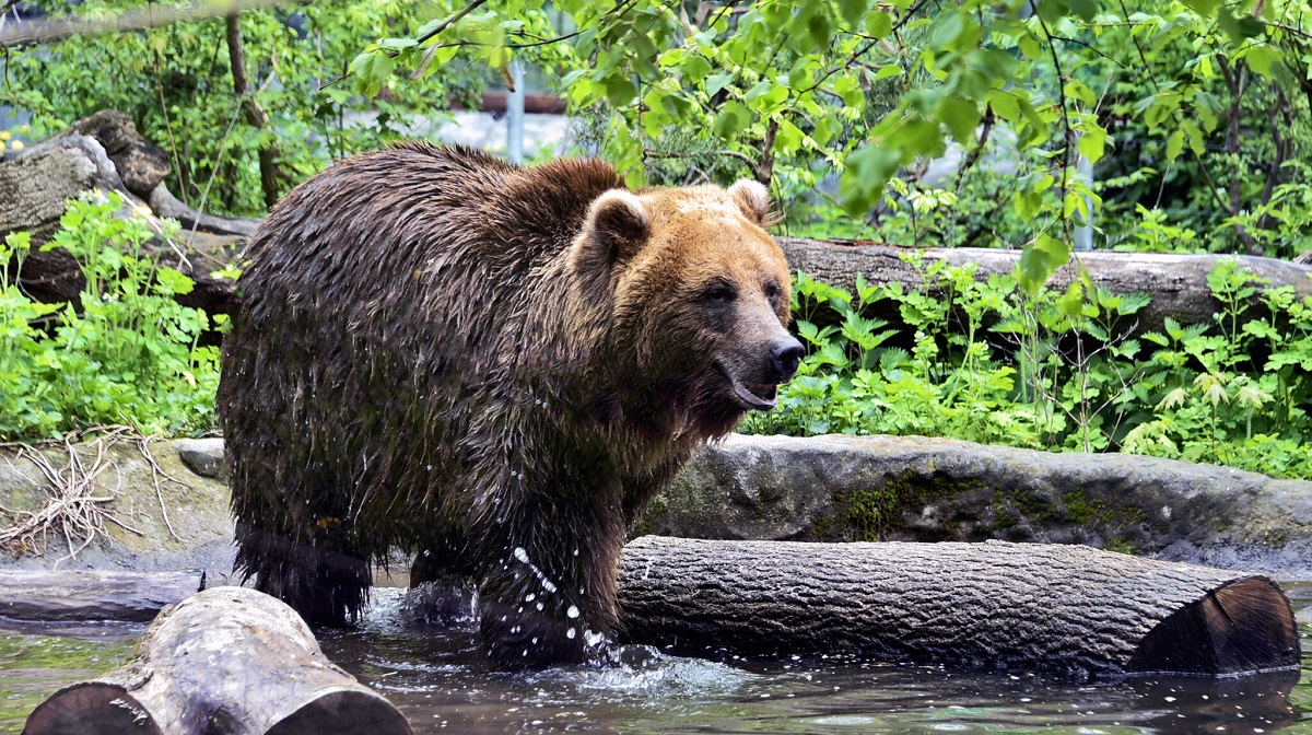 Мешканці київського зоопарку насолоджуються спа-процедурами