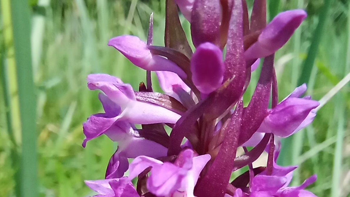 На Київщині знайшли поле диких орхідей