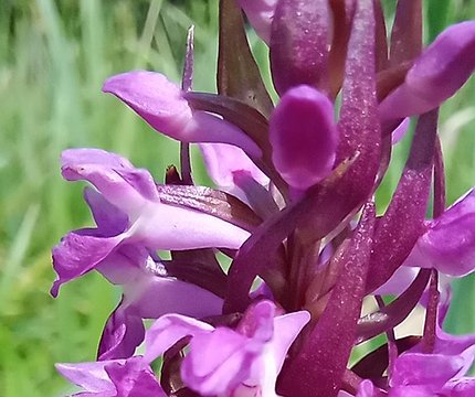На Київщині знайшли поле диких орхідей - 412x412