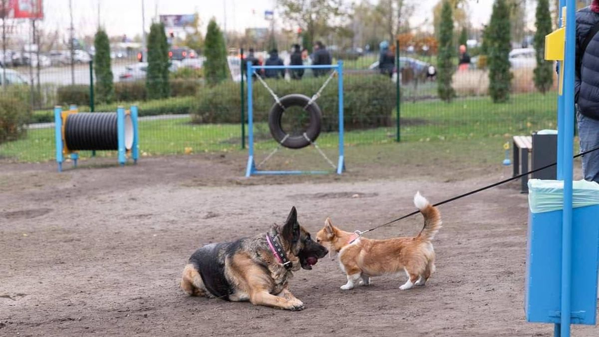 На Дарниці відкрили новий вигульний майданчик для собак