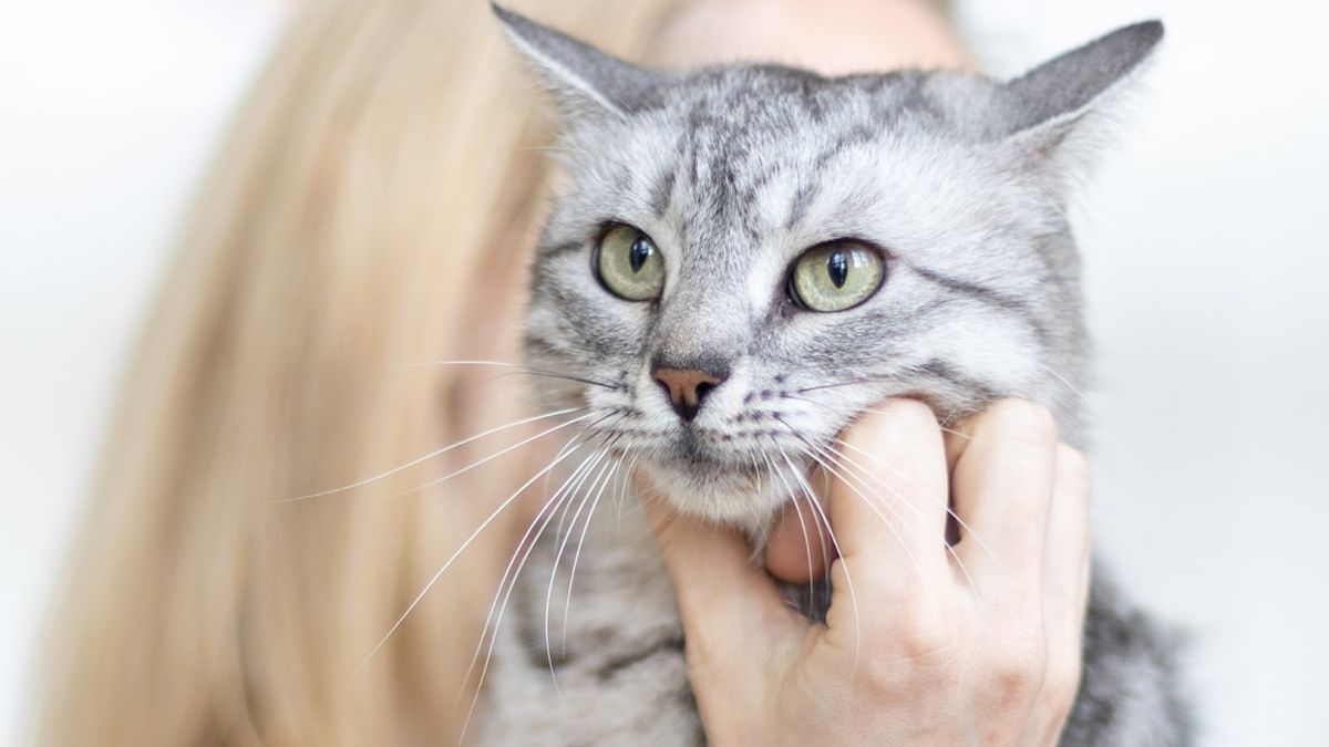 У столиці відбудеться AdoptMe Days: у киян є шанс прихистити хвостика