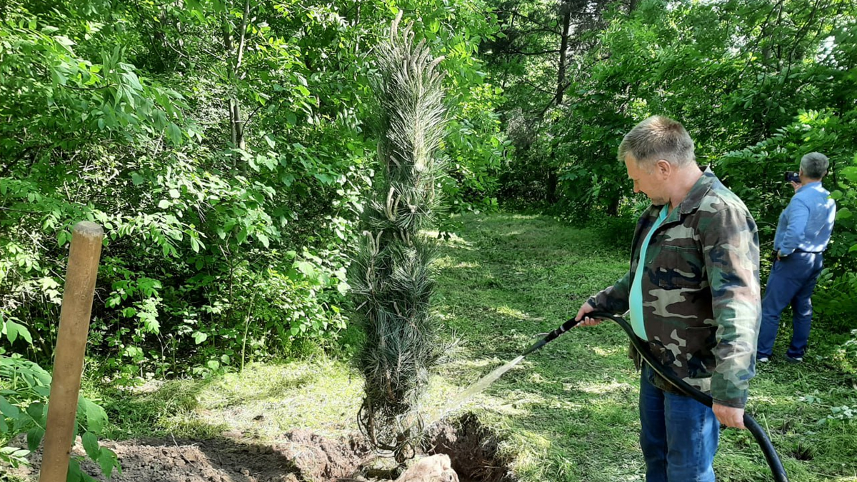 Кримські сосни