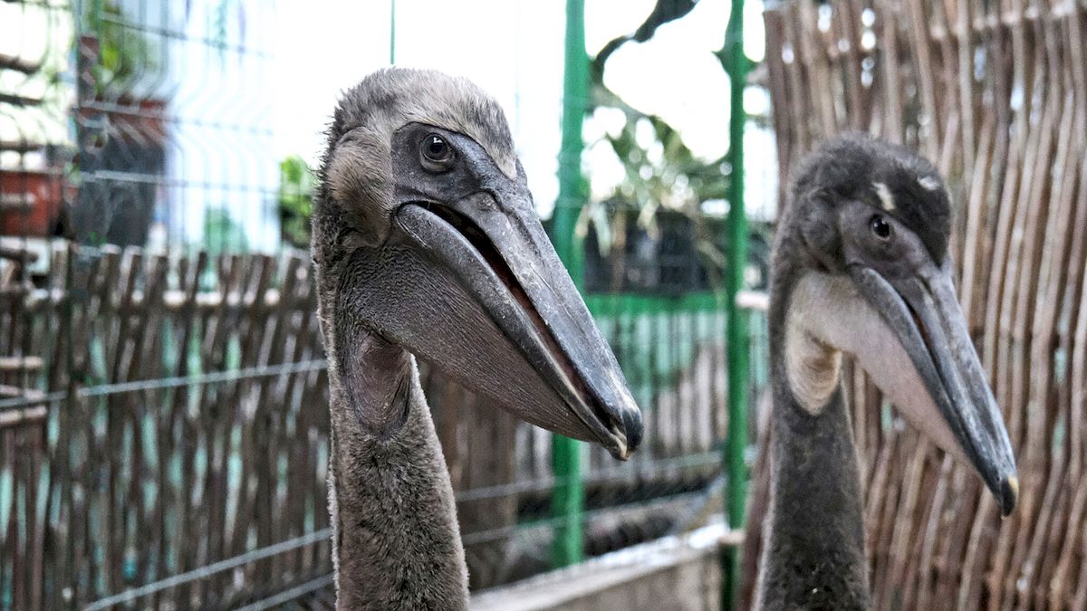 У Київському зоопарку народились пташенята рідкісного червонокнижного виду: фото