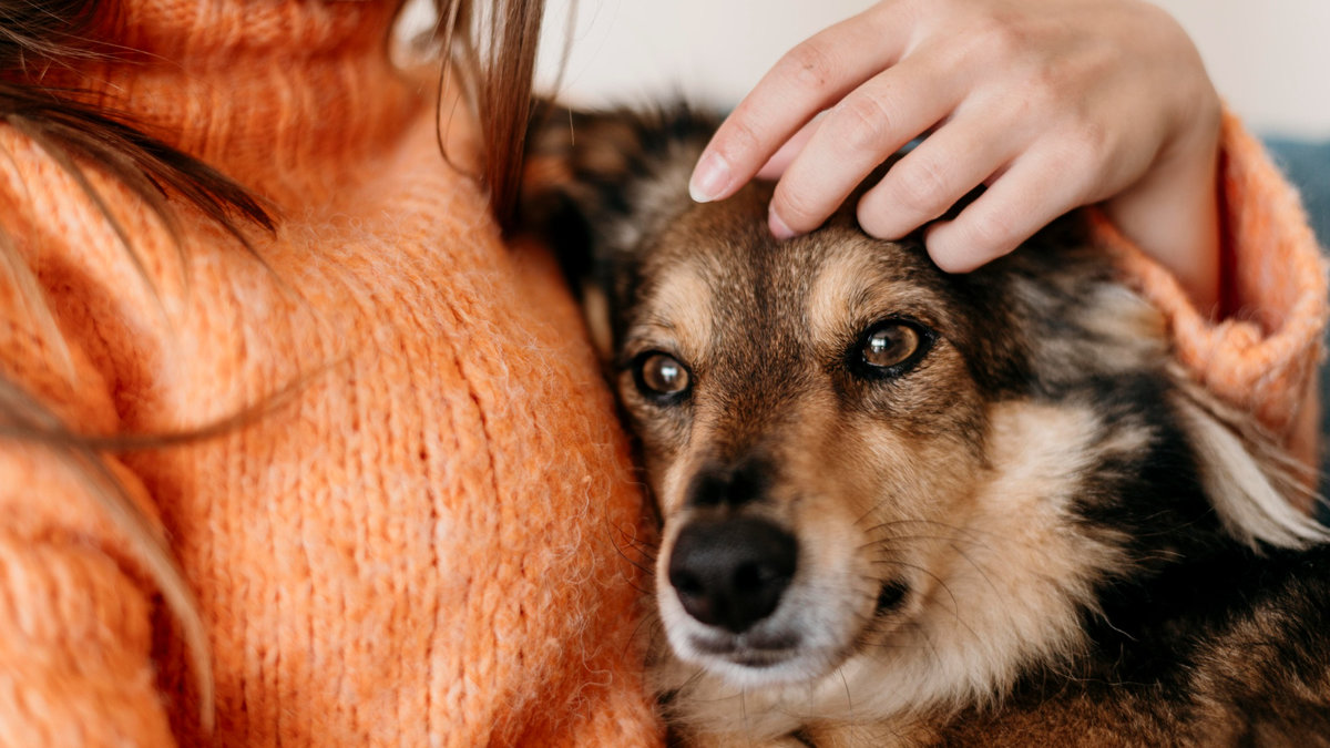 У Києві триває фестиваль адопції тварин AdoptMe Day: кияни можуть прихистити пухнастика