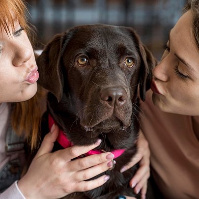 Рахує корм та нагадує про прогулянки: в Україні створили застосунок для догляду за тваринами - 412x412