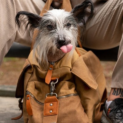 Хвіст у дорозі: правила перевезення тварин у громадському транспорті - 412x412