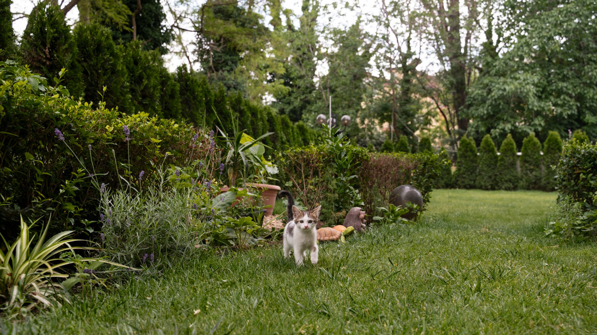 Під Києвом висадили терапевтичний сад: відео