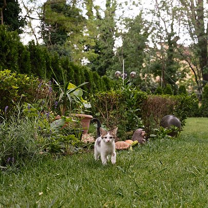 Під Києвом висадили терапевтичний сад: відео - 412x412