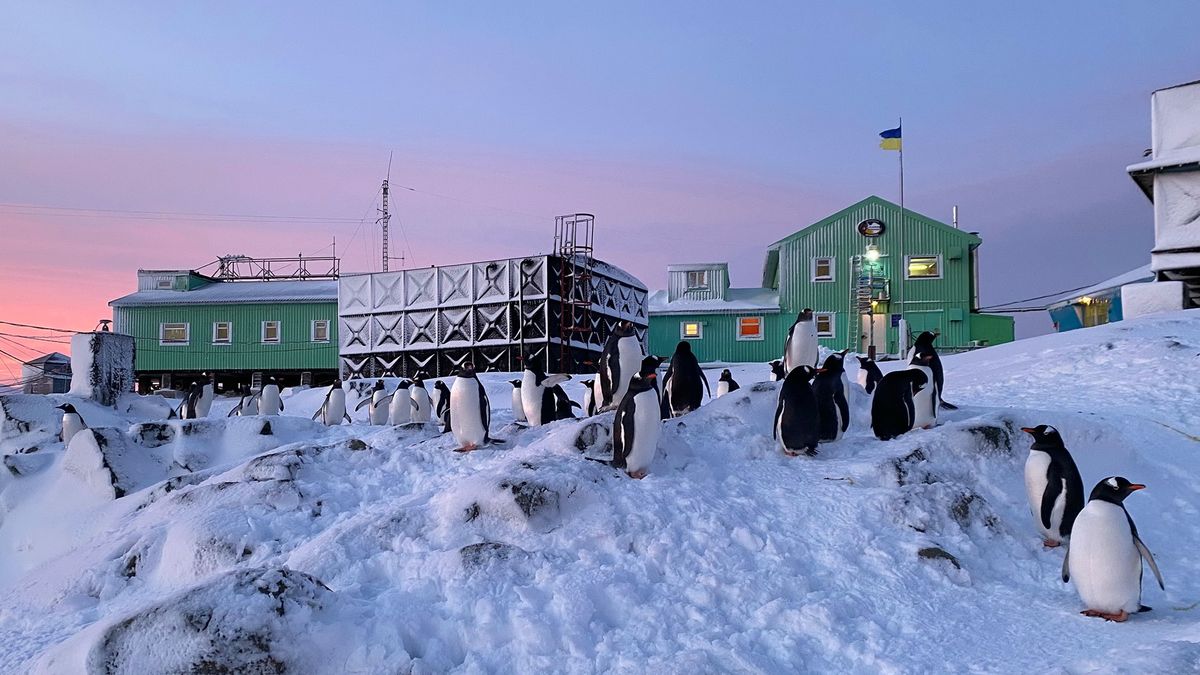 Українські полярники оголосили благодійний антарктичний аукціон: як узяти участь і що можна виграти