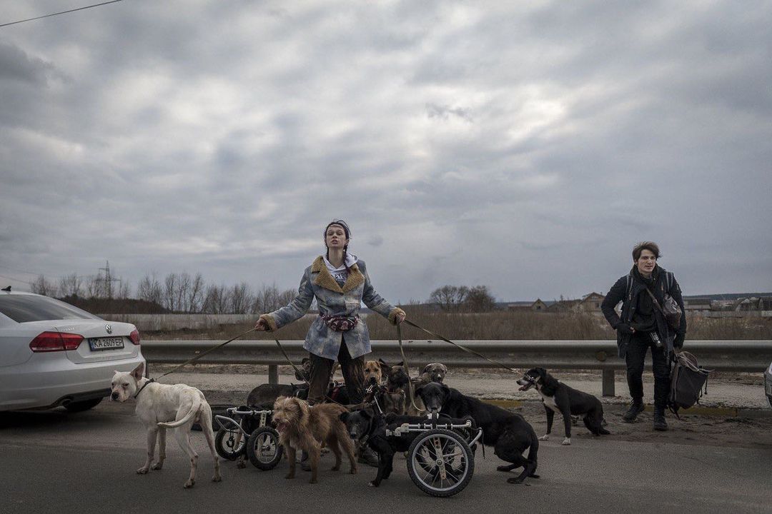 У Києві з'явиться мурал, присвячений зоозахисниці з Ірпеня