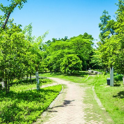 Озеленення Києва: рослини висаджуватимуть у промзонах - 412x412