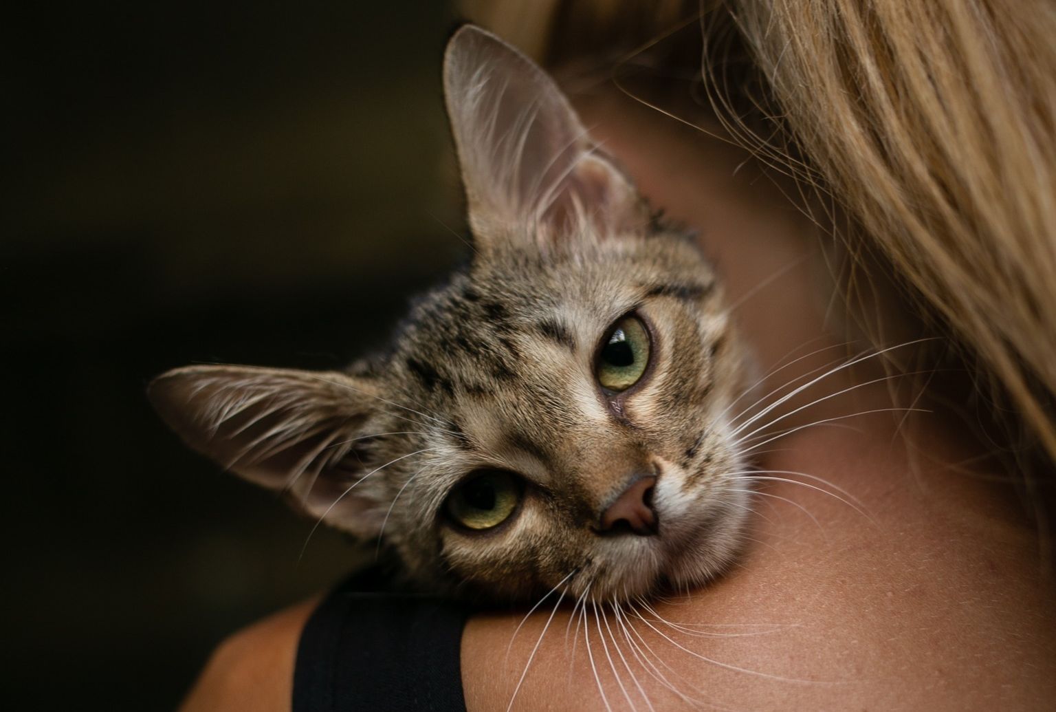 Українцям пропонують підібрати чотирилапу пару до Дня святого Валентина