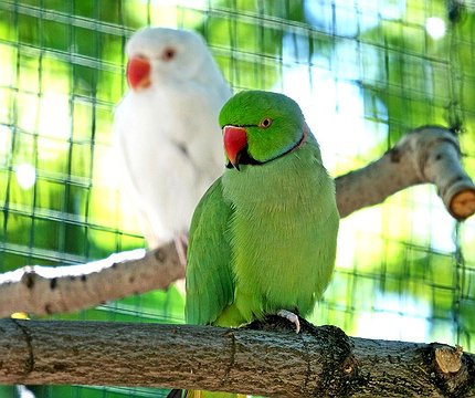 У Київському зоопарку врятованих папуг переселили у новий авіарій: фото, відео - 412x412