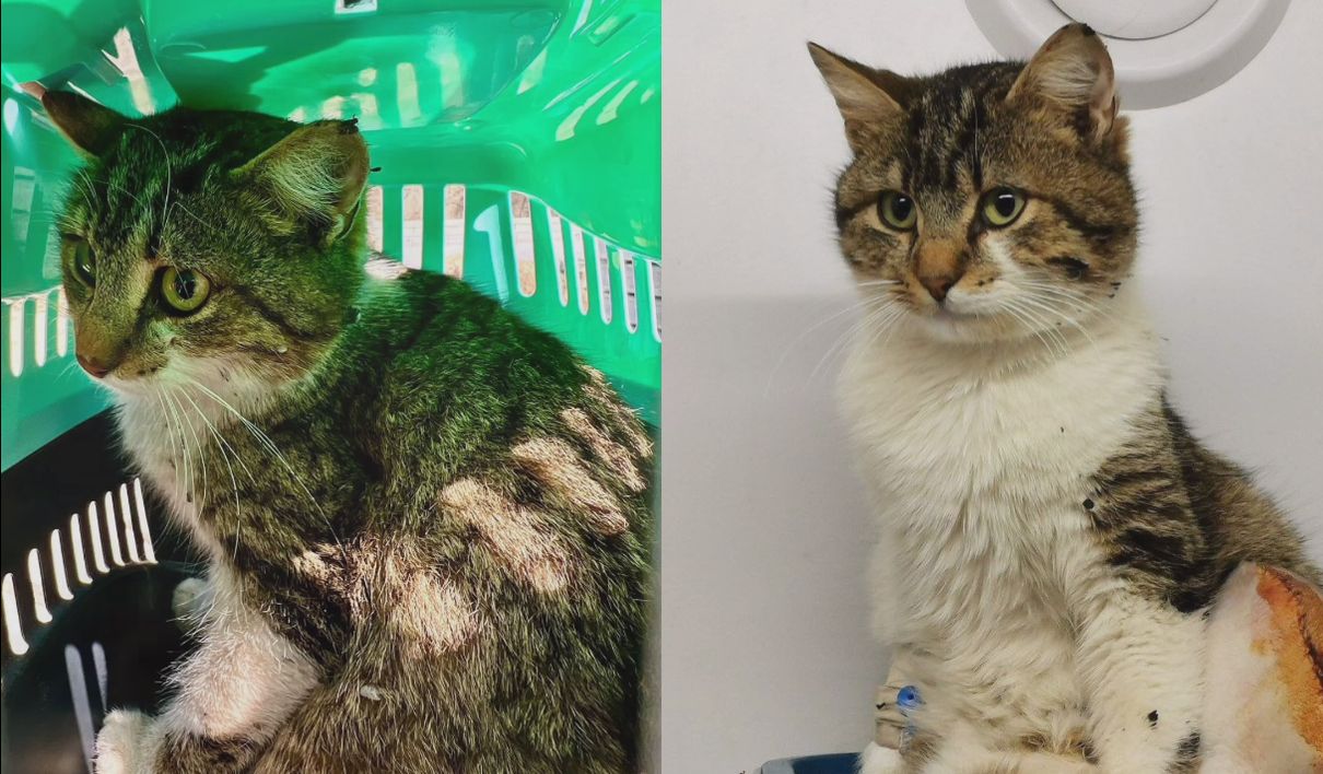 На Житомирській трасі врятували тяжко травмованого кота на ім'я Байден