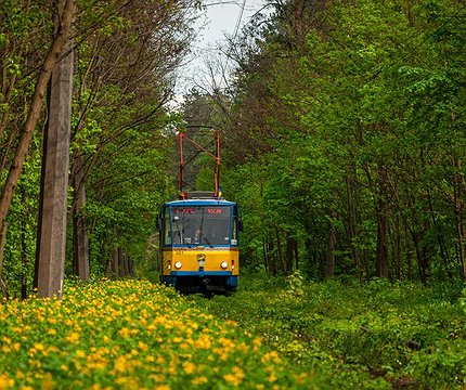 У Києві відновлюють екскурсії в Пущу-Водицю на трамваї-кафе - 412x412