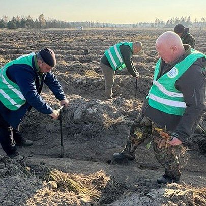 У Чорнобильській зоні висадили дерева: навіщо - 412x412