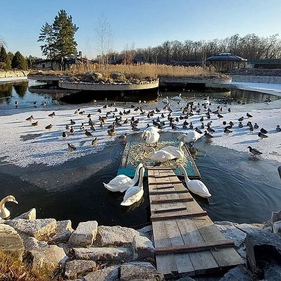 У Межигір'ї закриють притулок для лебедів, — волонтери - 412x412