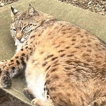 Рись Степан із київського зоопарку не схуд - 412x412