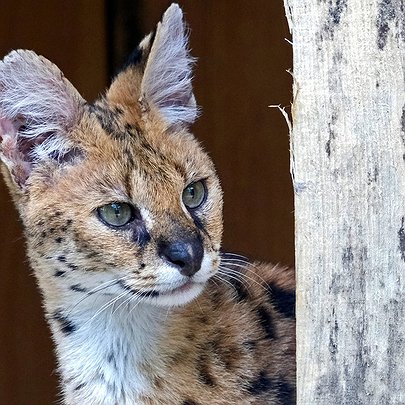 У столичному зоопарку сервали з Донеччини отримали нову оселю: фото - 412x412