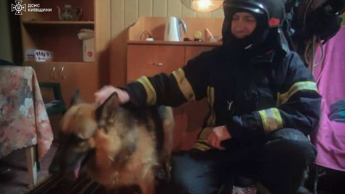 Під Києвом з ями врятували собаку, який злякався вибухів: відео
