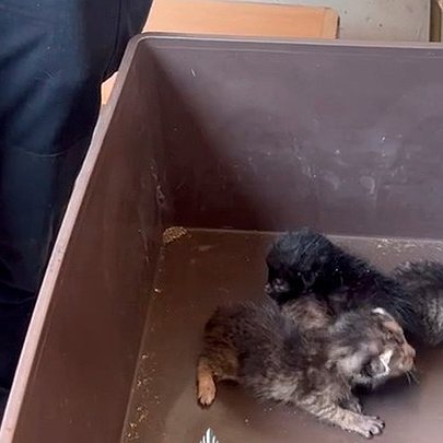 У Києві врятували 9 котів, які близько тижня були зачинені у квартирі - 412x412