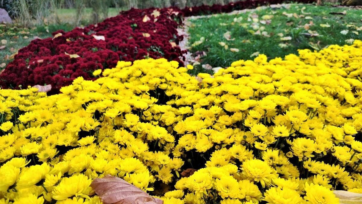 У центрі Києва відкрили квіткову виставку "Знаки Зодіаку": фото