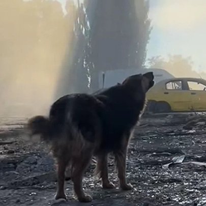 Собака, який втратив господаря після обстрілу Києва, знайшов нову сім'ю: відео - 412x412